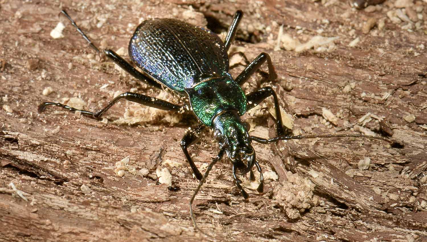 Carabidae: Carabus intricatus? S.